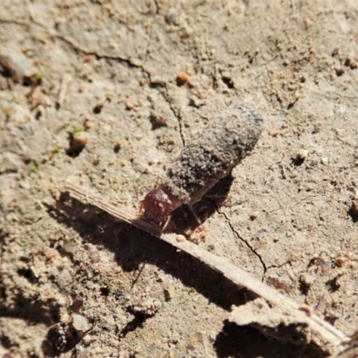 Cryptocephalinae (sub-family) (A case-bearing leaf beetle) at Mount Painter - 1 Apr 2021 by CathB