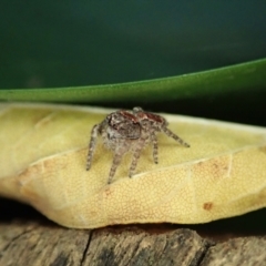 Unidentified Spider (Araneae) at Cook, ACT - 5 Apr 2021 by CathB