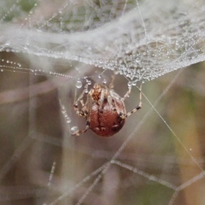 Unidentified Spider (Araneae) at Aranda Bushland - 12 Mar 2021 by CathB