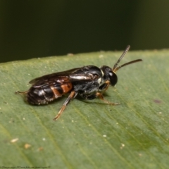 Hylaeus (Prosopisteron) littleri (Hylaeine colletid bee) at Acton, ACT - 14 Apr 2021 by Roger