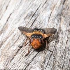 Microtropesa sp. (genus) (Tachinid fly) at Acton, ACT - 14 Apr 2021 by Roger