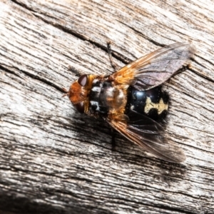 Microtropesa sp. (genus) at Acton, ACT - 14 Apr 2021