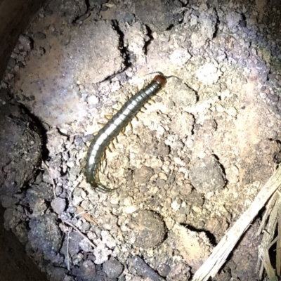 Cormocephalus sp.(genus) (Scolopendrid Centipede) at Hughes Garran Woodland - 14 Apr 2021 by ruthkerruish