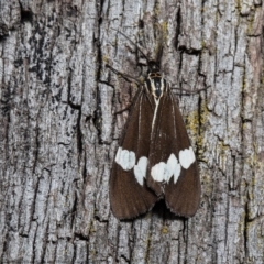 Nyctemera amicus (Senecio Moth, Magpie Moth, Cineraria Moth) at Forde, ACT - 13 Apr 2021 by Roger