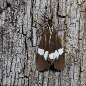 Nyctemera amicus at Forde, ACT - 13 Apr 2021 12:51 PM