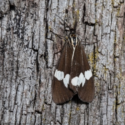 Nyctemera amicus (Senecio Moth, Magpie Moth, Cineraria Moth) at Forde, ACT - 13 Apr 2021 by Roger
