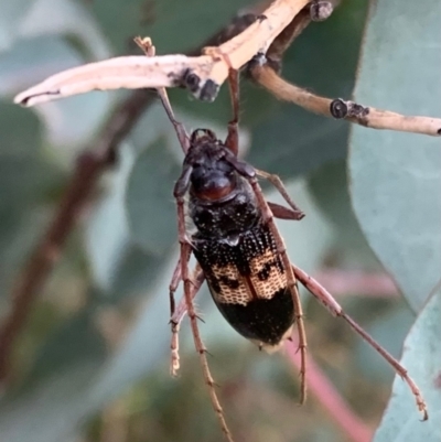 Phoracantha semipunctata (Common Eucalypt Longicorn) at Murrumbateman, NSW - 14 Apr 2021 by SimoneC