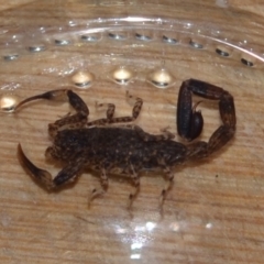 Lychas marmoreus (Little Marbled Scorpion) at Yass River, NSW - 28 Feb 2021 by 120Acres