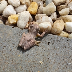 Litoria peronii at Pearce, ACT - suppressed