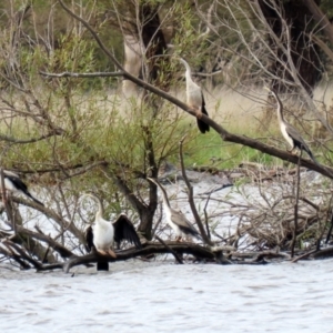 Anhinga novaehollandiae at Kingston, ACT - 14 Apr 2021