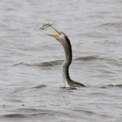 Anhinga novaehollandiae at Kingston, ACT - 14 Apr 2021