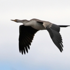 Anhinga novaehollandiae at Kingston, ACT - 14 Apr 2021