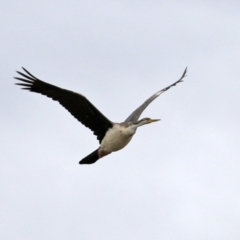 Anhinga novaehollandiae at Kingston, ACT - 14 Apr 2021