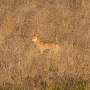 Canis lupus at Rendezvous Creek, ACT - 11 Apr 2021 07:53 AM