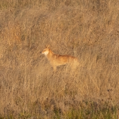 Canis lupus (Dingo / Wild Dog) at Namadgi National Park - 10 Apr 2021 by trevsci