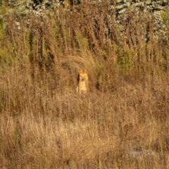 Canis lupus at Rendezvous Creek, ACT - 11 Apr 2021 07:53 AM