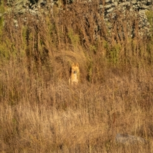 Canis lupus at Rendezvous Creek, ACT - 11 Apr 2021 07:53 AM