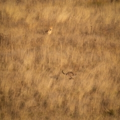 Canis lupus at Rendezvous Creek, ACT - 11 Apr 2021 07:53 AM