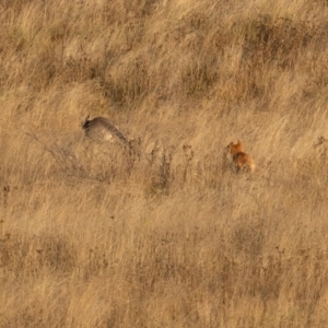 Canis lupus at Rendezvous Creek, ACT - 11 Apr 2021 07:53 AM