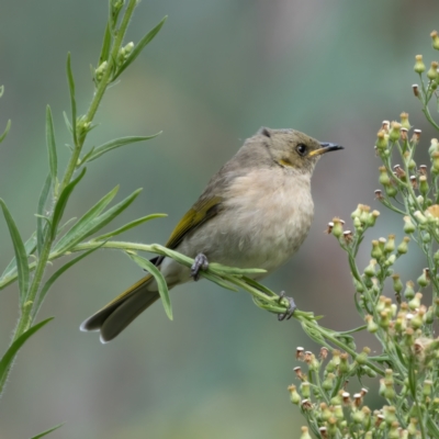 Ptilotula fusca (Fuscous Honeyeater) at Booth, ACT - 11 Apr 2021 by trevsci