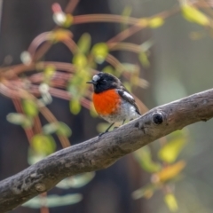 Petroica boodang (Scarlet Robin) at Rendezvous Creek, ACT - 11 Apr 2021 by trevsci