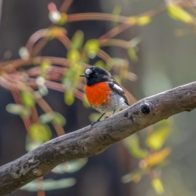 Petroica boodang (Scarlet Robin) at Rendezvous Creek, ACT - 11 Apr 2021 by trevsci