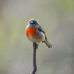 Petroica boodang at Rendezvous Creek, ACT - 11 Apr 2021 12:49 PM