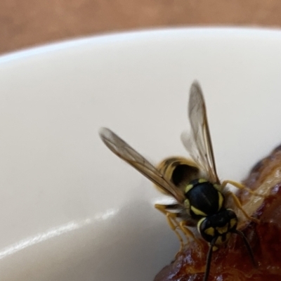 Vespula germanica (European wasp) at Campbell, ACT - 1 Apr 2021 by JanetRussell