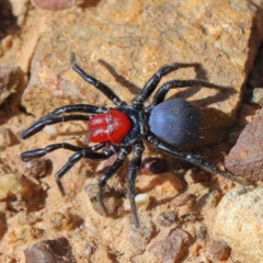 Missulena occatoria (Red-headed Mouse Spider) at Dryandra St Woodland - 29 Mar 2021 by ConBoekel