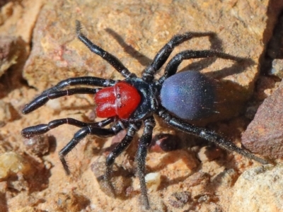 Missulena occatoria (Red-headed Mouse Spider) at O'Connor, ACT - 29 Mar 2021 by ConBoekel