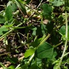 Einadia trigonos (Fishweed) at Reidsdale, NSW - 29 Mar 2021 by JanetRussell