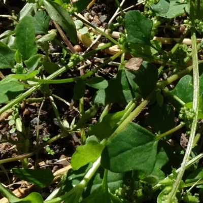 Einadia trigonos (Fishweed) at Reidsdale, NSW - 29 Mar 2021 by JanetRussell