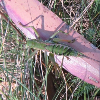 Chlorodectes montanus (Montane green shield back katydid) at Namadgi National Park - 3 Apr 2021 by Christine