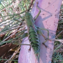 Chlorodectes montanus at Brindabella, ACT - 3 Apr 2021