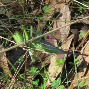 Chlorodectes montanus at Brindabella, ACT - 3 Apr 2021