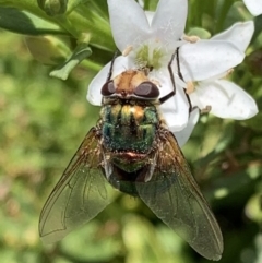 Rutilia (Chrysorutilia) sp. (genus & subgenus) (A Bristle Fly) at Murrumbateman, NSW - 17 Feb 2021 by SimoneC