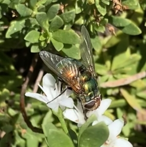 Rutilia (Chrysorutilia) sp. (genus & subgenus) at Murrumbateman, NSW - 17 Feb 2021