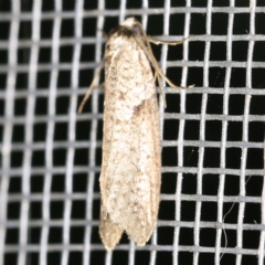 Lepidoscia euryptera (A case moth) at O'Connor, ACT - 5 Apr 2021 by ibaird