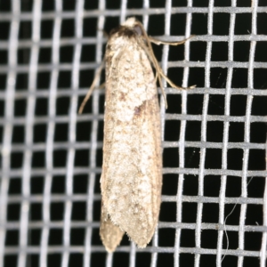 Lepidoscia euryptera at O'Connor, ACT - 5 Apr 2021