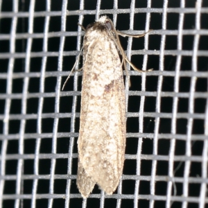 Lepidoscia euryptera at O'Connor, ACT - 5 Apr 2021