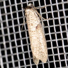 Lepidoscia euryptera at O'Connor, ACT - 5 Apr 2021