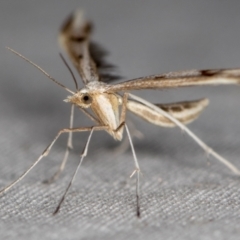 Platyptilia celidotus (Plume Moth) at Melba, ACT - 28 Mar 2021 by Bron