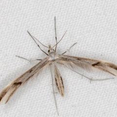 Platyptilia celidotus at Melba, ACT - 29 Mar 2021 10:00 AM