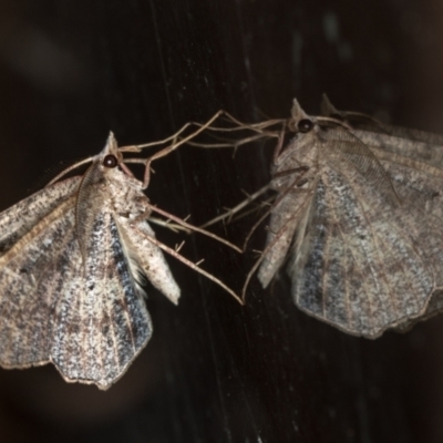 Dissomorphia australiaria (Dissomorphia australiaria) at Melba, ACT - 28 Mar 2021 by Bron