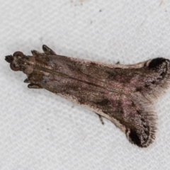 Assara subarcuella (Phycitinae) at Melba, ACT - 29 Mar 2021 by Bron