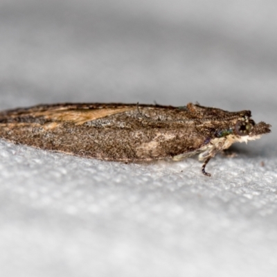 Thrincophora inconcisana (A Tortricid moth) at Melba, ACT - 30 Jan 2021 by Bron