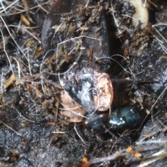Ptomaphila perlata (Carrion beetle) at Tianjara, NSW - 11 Apr 2021 by Harrisi