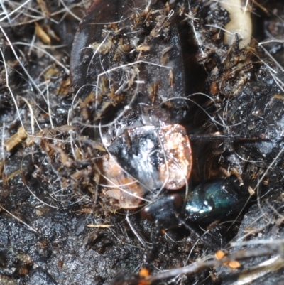Ptomaphila perlata (Carrion beetle) at Tianjara, NSW - 11 Apr 2021 by Harrisi