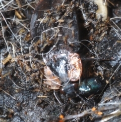 Unidentified Other beetle (TBC) at Tianjara, NSW - 11 Apr 2021 by Harrisi