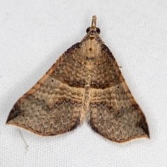 Anachloris uncinata (Hook-winged Carpet (Larentiinae)) at Melba, ACT - 30 Mar 2021 by Bron